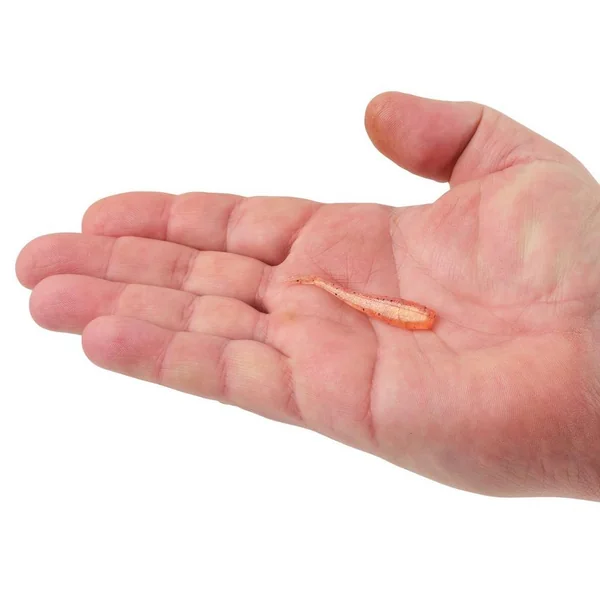 Berkley Powerbait Minnow Black Shad 10cm (18 pzas.)