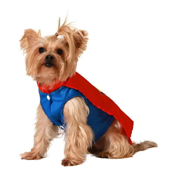 Disfraz de súper héroe rojo para perro