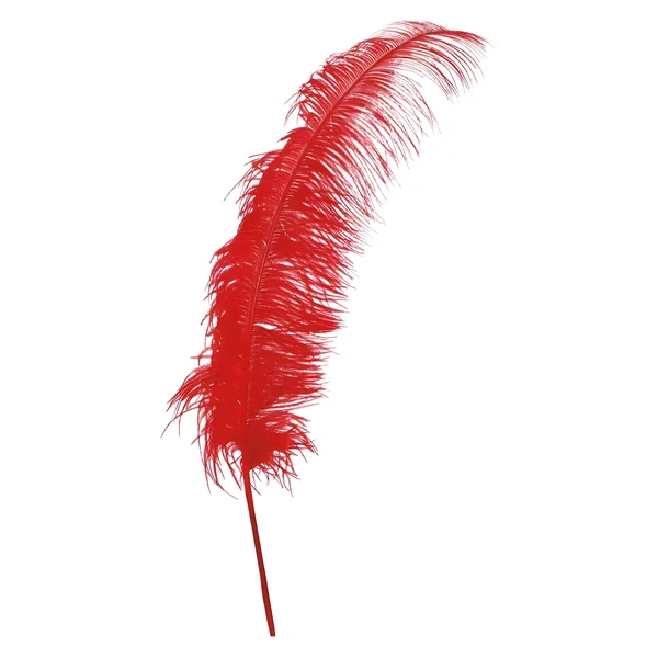 Plumas de avestruz de 50 cm - 12 unidades