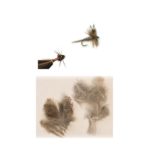 Plumas De Perdiz Inglesa